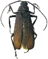 Anomotoma octocostata