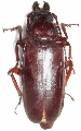 Archetypus frenchi 