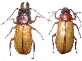 Archetypus parandroides