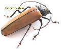 Aulacotoma tenuelimbata