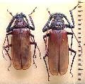 Macrotoma (Bandar) pascoei formosae