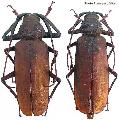 Macrotoma (Bandar) pascoei gressitti
