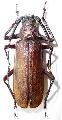 Macrotoma (Bandar) pascoei formosae