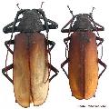 Macrotoma (Bandar) pascoei pascoei