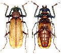 Macrotoma (Bandar) pascoei pascoei