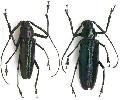 Chalybophysis aeneipennis