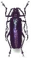 Chalybophysis aeneipennis