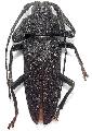 Glyphosoma cariosum