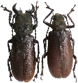 Gnathonyx piceipennis