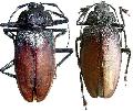 Ialyssus tuberculatus