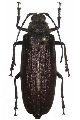 Lachneophysis rougeoti 