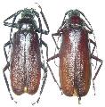 Macrotoma (Macrotoma) serripes