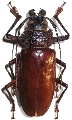 Mallodonopsis mexicanus 