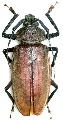 Mecosarthron buphagus
