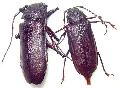 Paroplites australis