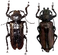 Rhaphipodus suturalis