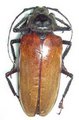 Remphan hopei