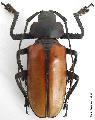 Rhaphipodus bonni