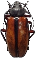 Rhaphipodus bonni
