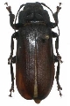 Chiasmetes limae