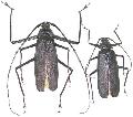 Telotoma hayesii