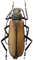 Tersec ergatoides