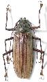 Xixuthrus (Xixuthrus) costatus