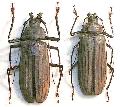 Xixuthrus (Xixuthrus) microcerus lunicollis