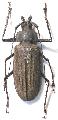Xixuthrus (Xixuthrus) microcerus lunicollis