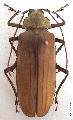 Xixuthrus (Xixuthrus) microcerus microcerus