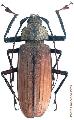 Xixuthrus (Xixuthrus) microcerus microcerus