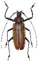 Xixuthrus (Xixuthrus) terribilis