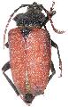 Calocomus morosus