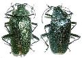 Charmallaspis pulcherrima