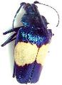 Charmallaspis pulcherrima
