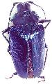 Charmallaspis pulcherrima