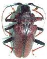 Charmallaspis pulcherrima