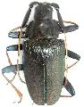 Charmallaspis pulcherrima