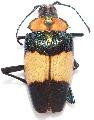 Charmallaspis pulcherrima