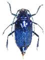 Esmeralda coerulea