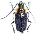 Esmeralda coerulea