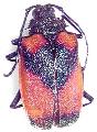 Hileolaspis aurata