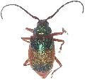 Hileolaspis aurata