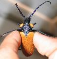 Oropyrodes maculicollis