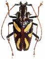 Poecilopyrodes pictus