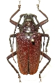 Praemallaspis rhombodera 