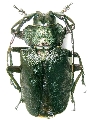 Pyrodes nitidus