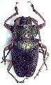 Pyrodes nitidus