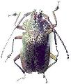 Pyrodes nitidus