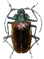 Pyrodes nitidus
